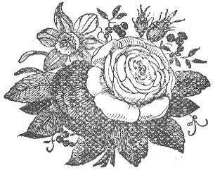 Picture of a rose