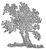 Picture of a tree