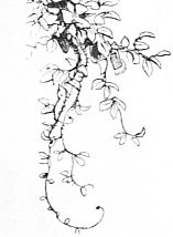 tree and bird