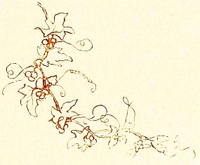 flower and vine