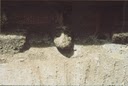 032-Alain-016-t