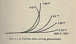 Fig. 2.—A Valerian stem curving geotropically
