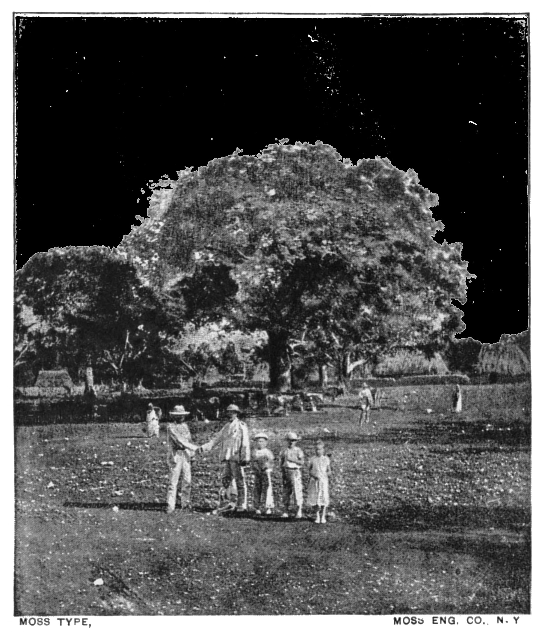 Yaxche, sacred tree of the Mayas Yaxche, sacred tree of the Mayas