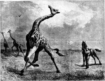 THE FALL OF THE GIRAFFE.