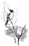 Bird on Branch