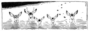 Deer in Water
