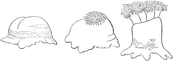 Figs. 2,3,4. Actinia to different degrees of expansion (Agassiz) Figs. 2,3,4. Actinia to different degrees of expansion (Agassiz)