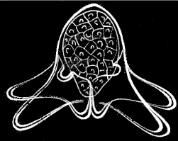 Fig. 12. Young Arachnactis. Fig. 12. Young Arachnactis.