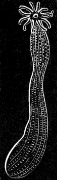Fig. 15. Halcampa albida; natural size. Fig. 15. Halcampa albida; natural size.