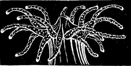Fig. 18. Single individual of Astrangia, fully expanded. Fig. 18. Single individual of Astrangia, fully expanded.