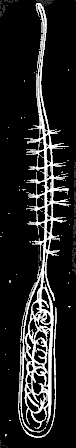 Fig. 19. Magnified lasso-cell of Astrangia. Fig. 19. Magnified lasso-cell of Astrangia.