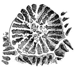 Fig. 20. Limestone parts of an individual of Astrangia; magnified. Fig. 20. Limestone parts of an individual of Astrangia; magnified.