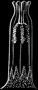 Fig. 23. Individual of Halcyonium fully expanded; magnified. Fig. 23. Individual of Halcyonium fully expanded; magnified.