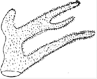 Fig. 24. Branch of Millepora alcicornis; natural size. (Agassiz.) Fig. 24. Branch of Millepora alcicornis; natural size. (Agassiz.)