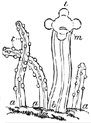 Fig. 25. Animals of M. alcicornis expanded; magnified. a a small Hydroid, larger Hydroid, t tentacles, m mouth. (Agassiz.) Fig. 25. Animals of M. alcicornis expanded; magnified. a a small Hydroid, larger Hydroid, t tentacles, m mouth. (Agassiz.)