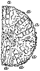 Fig. 26. Transverse section of a branch, showing pits, a a a a, of the large Hydroids with the horizontal floors. (Agassiz.) Fig. 26. Transverse section of a branch, showing pits, a a a a, of the large Hydroids with the horizontal floors. (Agassiz.)