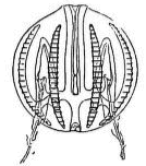 Fig. 27. Pleurobrachia seen at right angles to the plane in which the tentacles are placed. (Agassiz.) Fig. 27. Pleurobrachia seen at right angles to the plane in which the tentacles are placed. (Agassiz.)