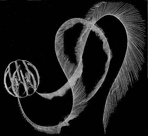 Fig. 29. Natural attitude of Pleurobrachia when in motion. Fig. 29. Natural attitude of Pleurobrachia when in motion.
