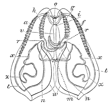 Fig. 31. Bolina seen from the broad side; o eye-speck, m mouth, r auricles, v digestive cavity, g h short rows of flappers, a f long rows of flappers, n x t z tubes winding in the larger lobes; about half natural size. (Agassiz.) Fig. 31. Bolina seen from the broad side; o eye-speck, m mouth, r auricles, v digestive cavity, g h short rows of flappers, a f long rows of flappers, n x t z tubes winding in the larger lobes; about half natural size. (Agassiz.)