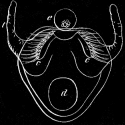 Fig. 34. Young Pleurobrachia still in the egg; t tentacle, e eye-speck, c c rows of locomotive flappers, d digestive cavity; greatly magnified. Fig. 34. Young Pleurobrachia still in the egg; t tentacle, e eye-speck, c c rows of locomotive flappers, d digestive cavity; greatly magnified.