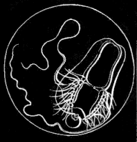 Fig. 35. Young Pleurobrachia swimming about in the egg just before hatching; magnified. Fig. 35. Young Pleurobrachia swimming about in the egg just before hatching; magnified.