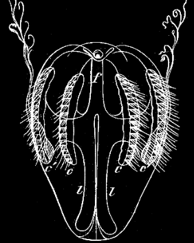 Fig. 36. Young Pleurobrachia resembling somewhat the adult; f funnel leading to anal opening, l lateral tubes, o o o' o' rows of locomotive flappers; magnified. Fig. 36. Young Pleurobrachia resembling somewhat the adult; f funnel leading to anal opening, l lateral tubes, o o o' o' rows of locomotive flappers; magnified.