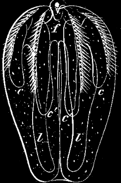 Fig. 39. Idyia somewhat older than Fig. 37, lettering as before; magnified. Fig. 39. Idyia somewhat older than Fig. 37, lettering as before; magnified.