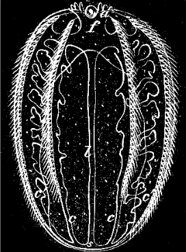 Fig. 40. Young Idyia in which the ambulacral tubes begin to ramify; magnified, letters as before. Fig. 40. Young Idyia in which the ambulacral tubes begin to ramify; magnified, letters as before.