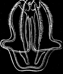 Fig. 43. The same as Fig. 42, seen from the narrow side. Fig. 43. The same as Fig. 42, seen from the narrow side.