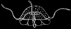 Fig. 51. Campanella seen in profile; greatly magnified. Fig. 51. Campanella seen in profile; greatly magnified.
