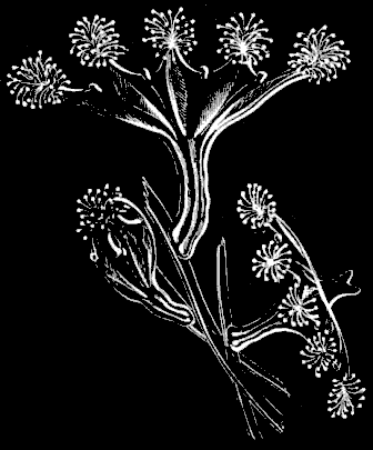 Fig. 54. Group of Lucernaria attached to eel-grass; natural size. Fig. 54. Group of Lucernaria attached to eel-grass; natural size.