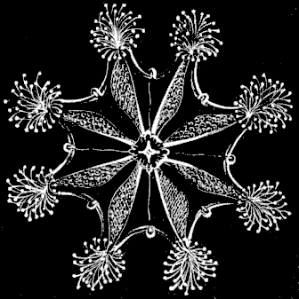 Fig. 55. Lucernaria seen from the mouth side. Fig. 55. Lucernaria seen from the mouth side.