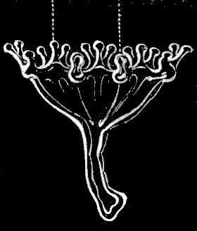 Fig. 56. Young Lucernaria; magnified. Fig. 56. Young Lucernaria; magnified.