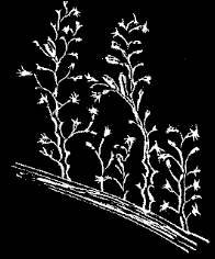 Fig. 57. Hydrarium of Eucope; natural size. Fig. 57. Hydrarium of Eucope; natural size.