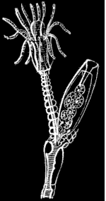 Fig. 58. Portion of Fig. 57; magnified. Fig. 58. Portion of Fig. 57; magnified.