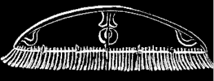 Fig. 61. Adult Eucope seen in profile; magnified. Fig. 61. Adult Eucope seen in profile; magnified.