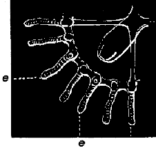 Fig. 62. Quarter disk of Fig. 60, seen from below; e e tentacles bearing eye-speck. Fig. 62. Quarter disk of Fig. 60, seen from below; e e tentacles bearing eye-speck.
