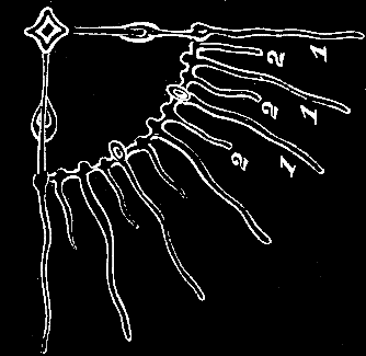 Fig. 63. Quarter-disk of young Eucope, older than Fig. 62, with a second set of tentacles (2) between the first set (1). Fig. 63. Quarter-disk of young Eucope, older than Fig. 62, with a second set of tentacles (2) between the first set (1).