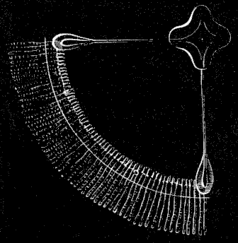 Fig. 64. Magnified quarter-disk of adult Eucope. Fig. 64. Magnified quarter-disk of adult Eucope.