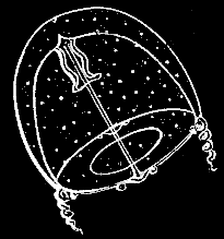 Fig. 65. Young Oceania just escaped from its reproductive calycle; magnified. Fig. 65. Young Oceania just escaped from its reproductive calycle; magnified.