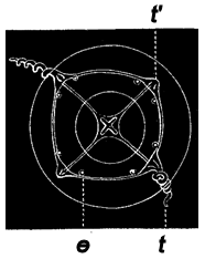 Fig. 66. The same as Fig. 65, from below, still more magnified; t long tentacles., t' rudimentary tentacle, e eye-speck on each side of base of tentacles. Fig. 66. The same as Fig. 65, from below, still more magnified; t long tentacles., t' rudimentary tentacle, e eye-speck on each side of base of tentacles.