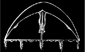 Fig. 67. Young Oceania, older than Fig. 65; magnified. Fig. 67. Young Oceania, older than Fig. 65; magnified.