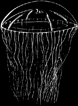 Fig. 68. Adult Oceania; natural size. Fig. 68. Adult Oceania; natural size.