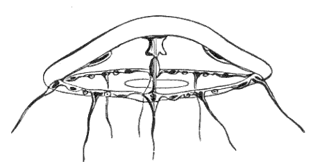 Fig. 71. Clytia somewhat older than Fig. 70. Fig. 71. Clytia somewhat older than Fig. 70.