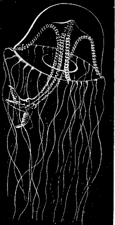 Fig. 76. Tima; half natural size. Fig. 76. Tima; half natural size.