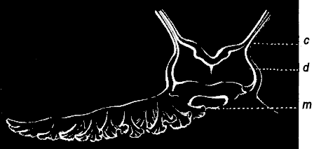 Fig. 77. One of the lips of the mouth at the extremity of the long proboscis; m mouth, d digestive cavity, c chymiferous tube. Fig. 77. One of the lips of the mouth at the extremity of the long proboscis; m mouth, d digestive cavity, c chymiferous tube.