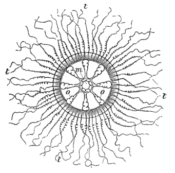 Fig. 79. Melicertum campanula seen from above; m mouth, o o ovaries, t t tentacles. (Agassiz.) Fig. 79. Melicertum campanula seen from above; m mouth, o o ovaries, t t tentacles. (Agassiz.)