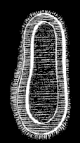 Fig. 81. Planula of Melicertum; magnified. Fig. 81. Planula of Melicertum; magnified.