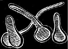 Fig. 82. Cluster of planulæ just attached to the ground. Fig. 82. Cluster of planulæ just attached to the ground.