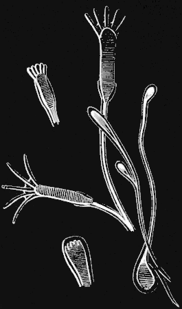 Fig. 83. Young Hydrarium developed from planulæ; magnified. Fig. 83. Young Hydrarium developed from planulæ; magnified.